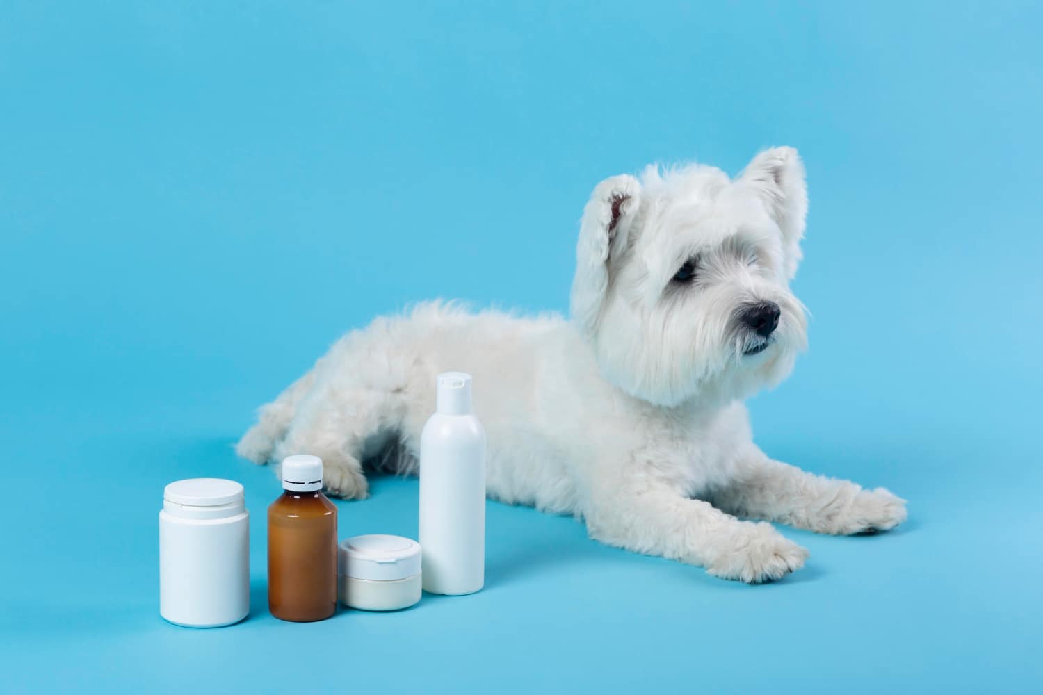 Introducing Valsam Vet: Elevating Pet Wellness with Our New Pet Supplements Series Image